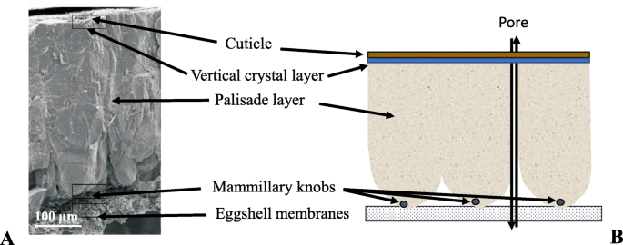 Water soluble calcium made from egg shells〡Third Insight Design and Nursery  & nursery