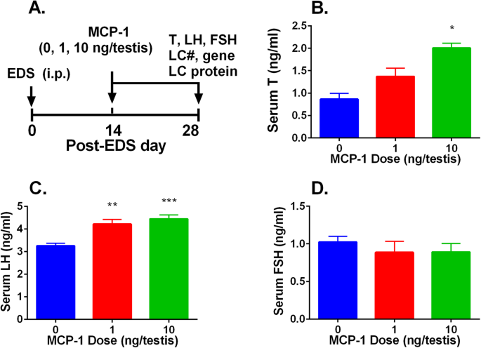 Morphology of Leydig cells in the testes after in vivo MCP-1 treatment.