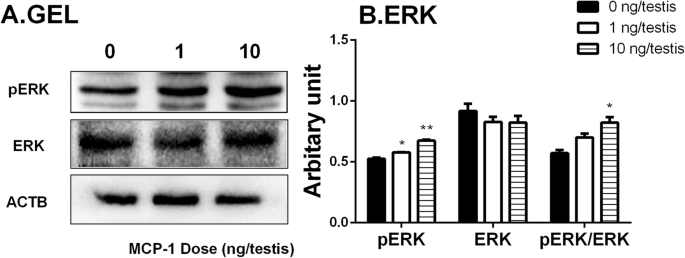 Morphology of Leydig cells in the testes after in vivo MCP-1 treatment.