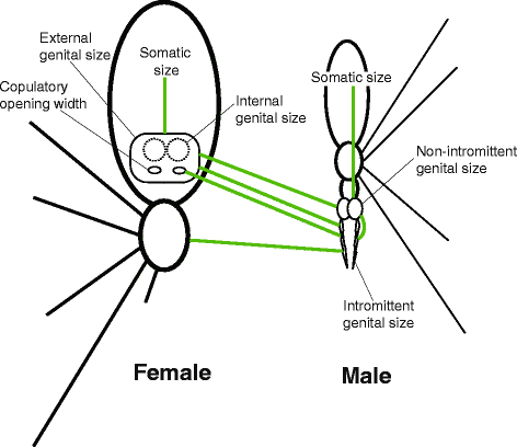 Intraspecific body size variation and allometry of genitalia in