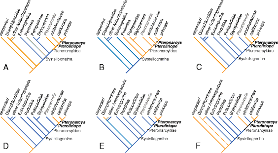 At last, a Pennsylvanian stem-stonefly (Plecoptera) discovered, BMC  Ecology and Evolution