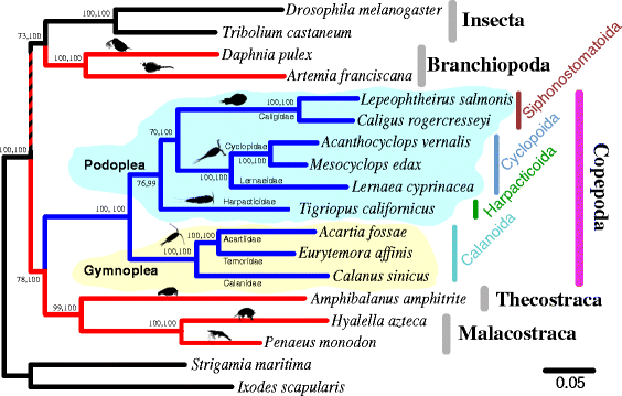 Pelagic copepod diversity (Crustacea: Copepoda) in the Southern Caribbean:  evidence of a pending assignment - Revista Mexicana de Biodiversidad