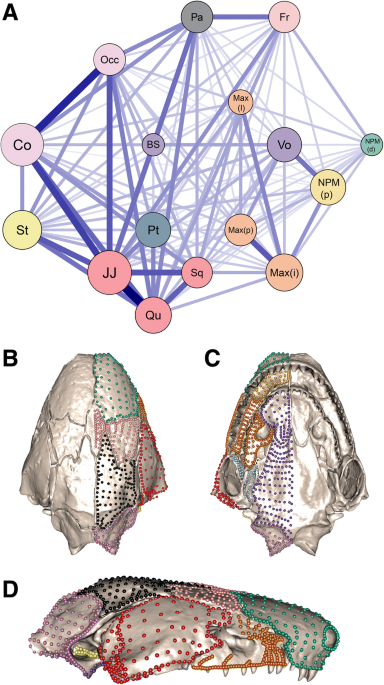 Illustration of stapes morphology following the nomenclature of