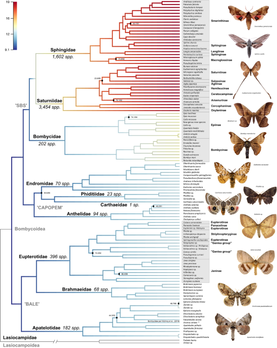 Phylogenomics resolves major relationships and reveals significant
