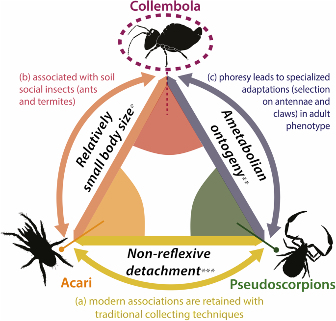 Fossil amber reveals springtails' longstanding dispersal by social insects, BMC Ecology and Evolution