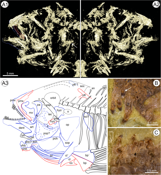 New haplochromine cichlid from the upper Miocene (9–10 MYA) of Central  Kenya, BMC Ecology and Evolution