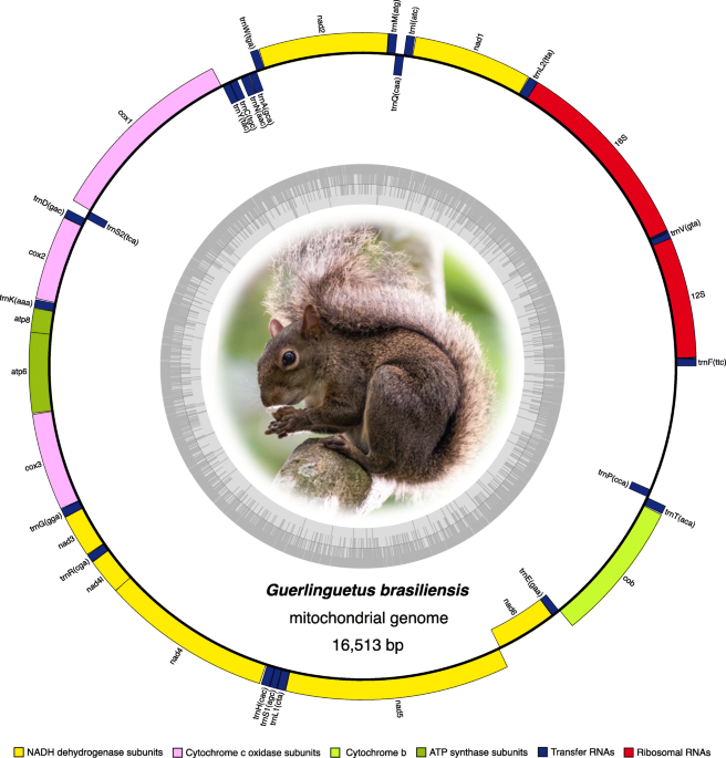 Unraveling Deep Branches of the Sigmodontinae Tree (Rodentia: Cricetidae)  in Eastern South America