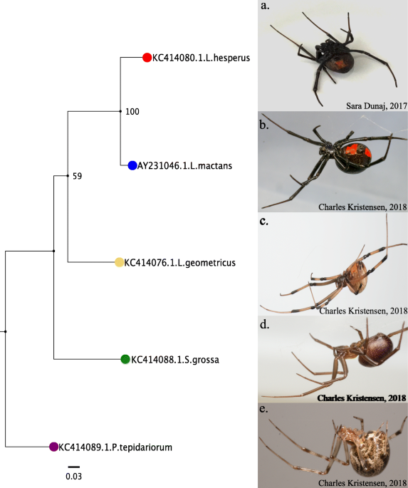 Spider phylosymbiosis: divergence of widow spider species and their  tissues' microbiomes, BMC Ecology and Evolution