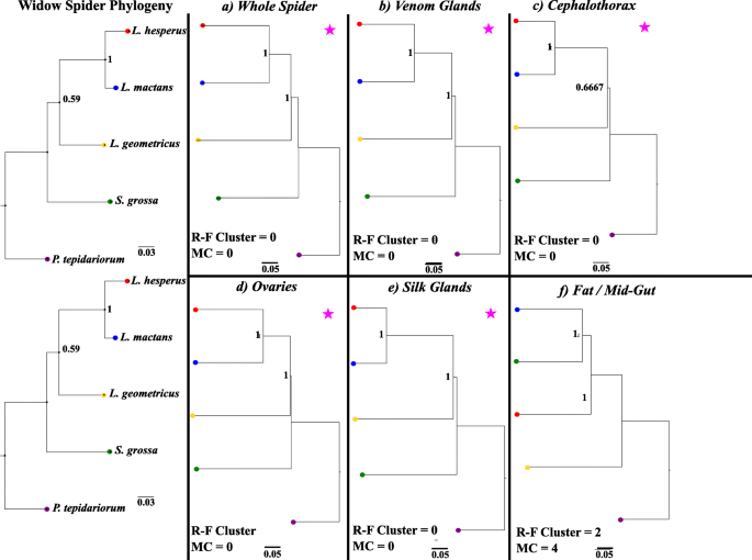 Spider phylosymbiosis: divergence of widow spider species and their  tissues' microbiomes, BMC Ecology and Evolution