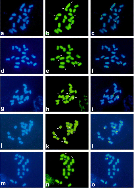 PDF) Comparative karyotype analysis of three Passiflora L. species and  cytogenetic characterization of somatic hybrids