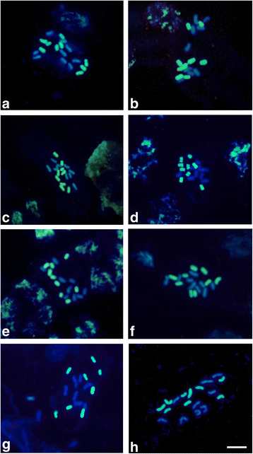 PDF) Comparative karyotype analysis of three Passiflora L. species and  cytogenetic characterization of somatic hybrids