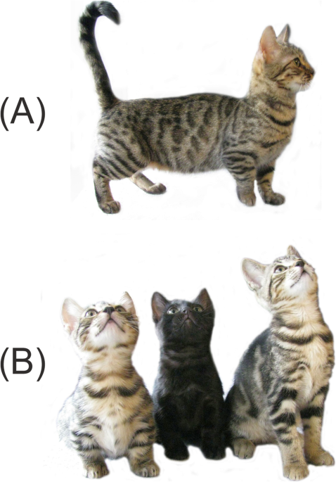 What are Munchkin Cats - Photos, Characteristics, Statistics – Cat Box  Classics