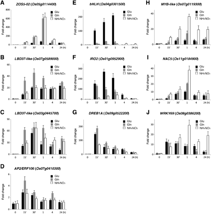 Transcriptional control of aspartate kinase expression during