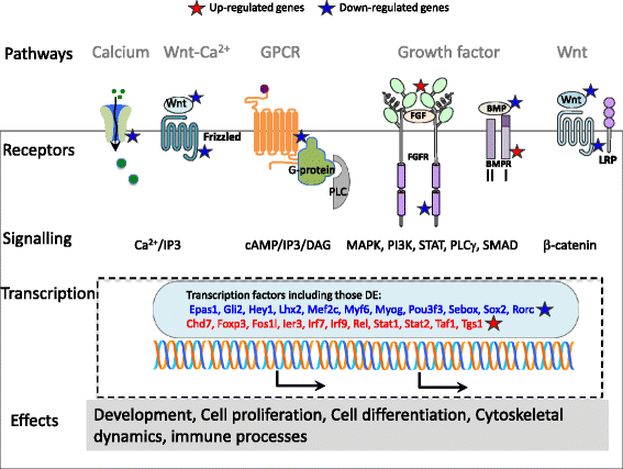 PDF) RNA-Seq analysis of Gtf2ird1 knockout epidermal tissue