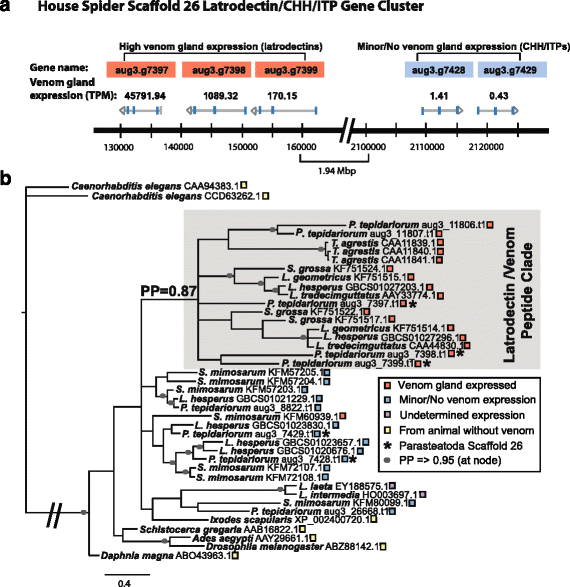 Spider phylosymbiosis: divergence of widow spider species and their  tissues' microbiomes, BMC Ecology and Evolution