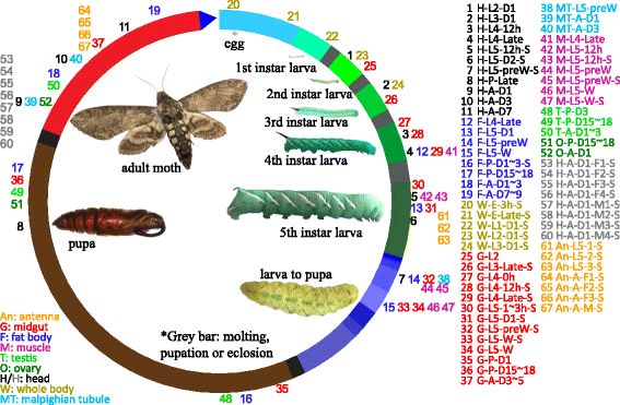 An analysis of 67 RNA-seq datasets from various tissues at different stages  of a model insect, Manduca sexta | BMC Genomics