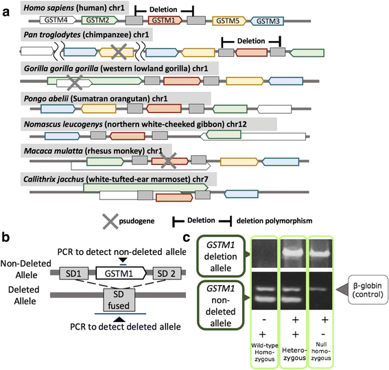 nebulised glutathione australia Nebulization of glutathione and N-Acetylcysteine as an adjuvant therapy for  COVID-19 onset