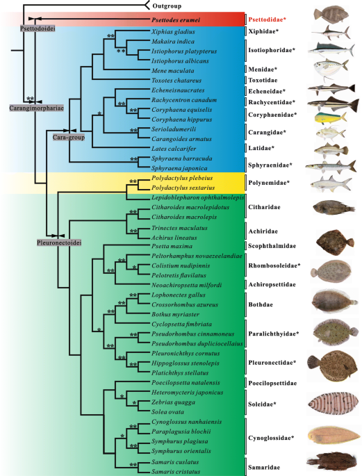 Flatfish monophyly refereed by the relationship of Psettodes in  Carangimorphariae, BMC Genomics