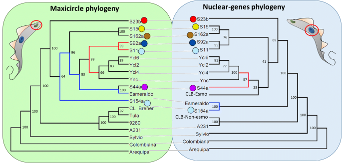 Frontiers  Trypanosoma cruzi Genomic Variability: Array