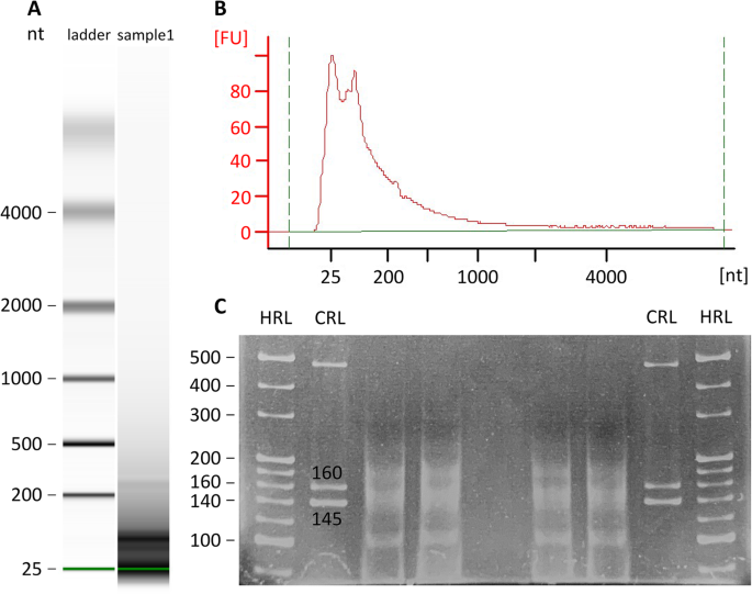 bpc 157 sperm count Sperm miRNAs— potential mediators of bull age and early embryo development  | BMC Genomics