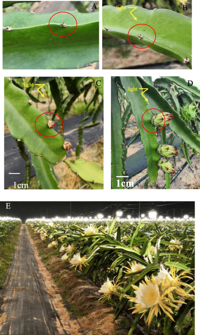 Transcriptomic analysis of flower induction for long-day pitaya by  supplementary lighting in short-day winter season | BMC Genomics | Springer  Nature Link