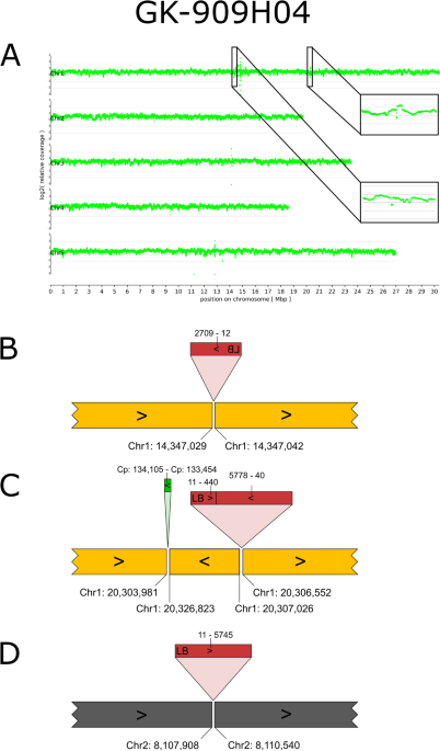 Orientation of flanking sequences neighboring to insertions in long reads