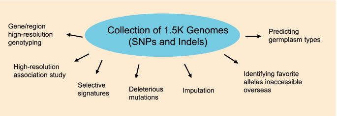 Whole-genome sequencing and intensive analysis of the undomesticated  soybean (Glycine soja Sieb. and Zucc.) genome