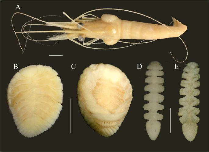 First record of Bopyrina ocellata (Isopoda, Bopyridae) from the