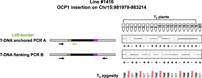 DNA Flanking Region - an overview