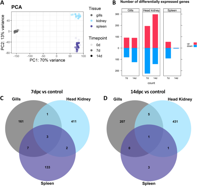 Transcriptomic response to ISAV infection in the gills, head kidney and spleen of resistant and susceptible Atlantic salmon
