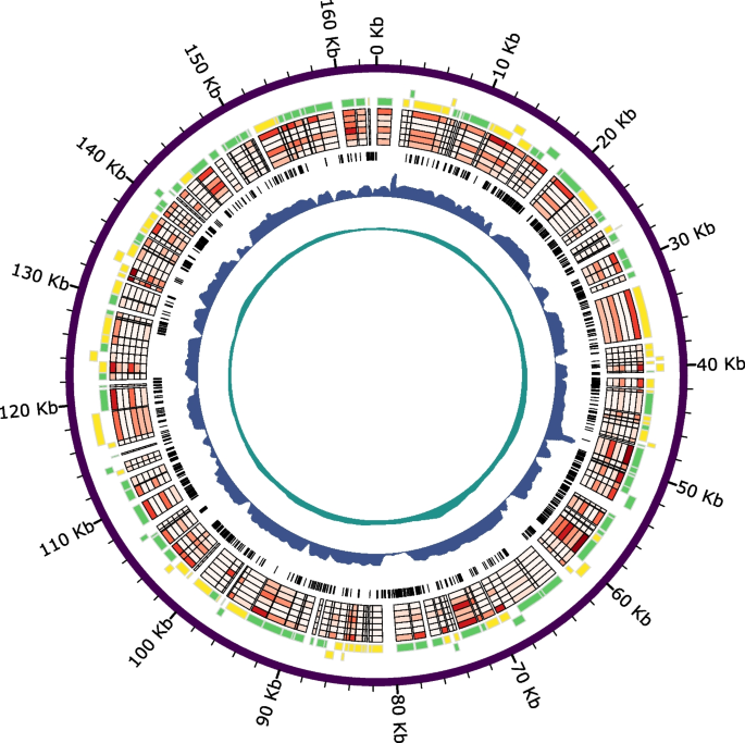 A partial genome assembly of the miniature parasitoid wasp