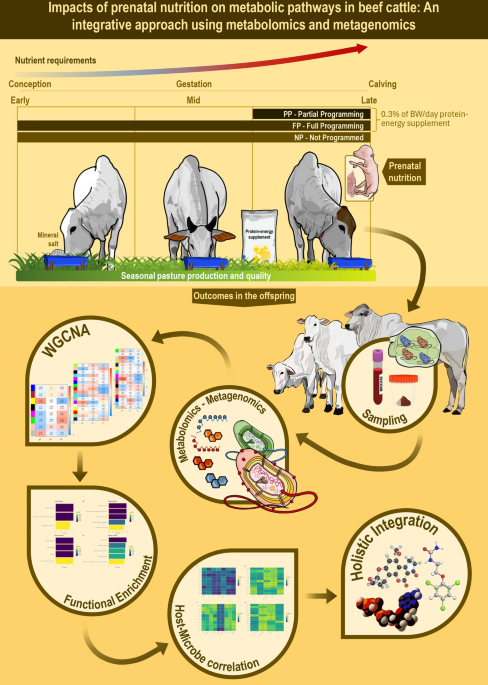 effects of glutathione injection in neonatal calves Impacts prenatal nutrition on metabolic pathways beef cattle: an integrative approach using metabolomics and metagenomics | BMC Genomics wsdt-lrkb