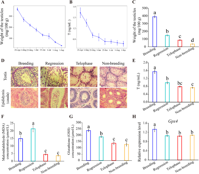 glutathione peroxidase in testis Oxidative Stress, Testicular Inflammatory Pathways, and Male Reproduction Frontiers | Roles of Reactive