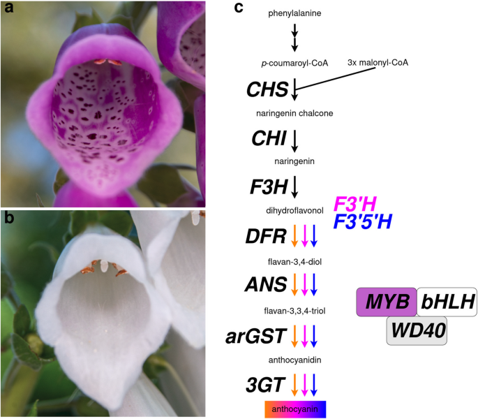 Genome sequence of the ornamental plant Digitalis purpurea reveals the molecular basis of flower color and morphology variation - BMC Genomics