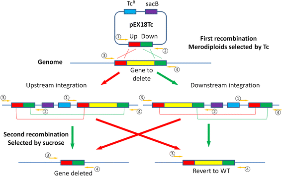 Schematic depiction of the single-step double recombination