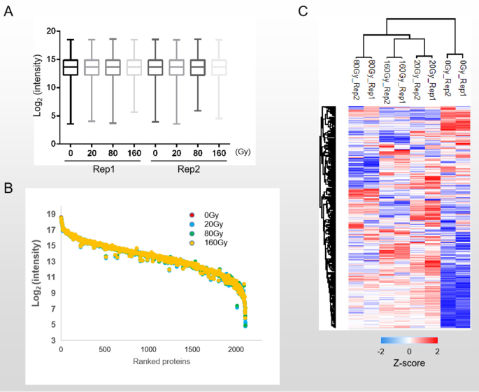 A new perspective on radiation resistance based on Deinococcus