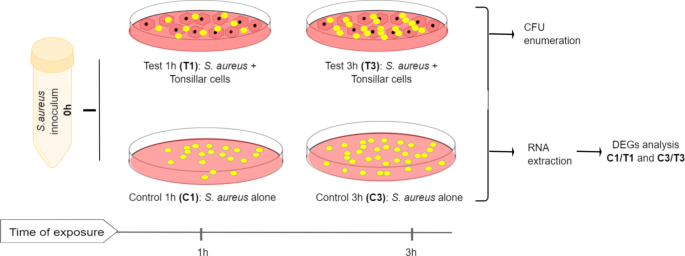 Staphylococcus Aureus Cells, Heat-Inactivated