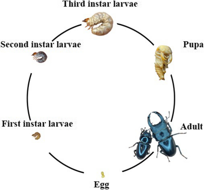 Marked variations in diversity and functions of gut microbiota between wild  and domestic stag beetle Dorcus Hopei Hopei | BMC Microbiology | Full Text