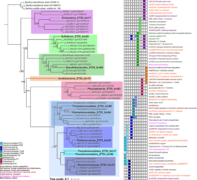Living in mangroves: a syntrophic scenario unveiling a resourceful microbiome