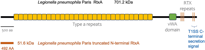 Legionella pneumophila cell surface RtxA release by LapD/LapG and its role in virulence