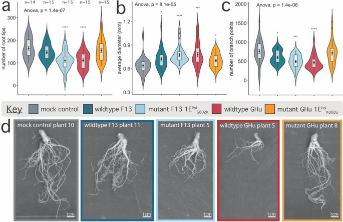 A single viral amino acid shapes the root system architecture of a plant host upon virus infection