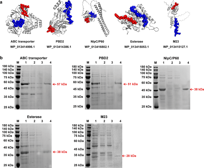 Evaluation of vaccine candidates against Rhodococcus equi in BALB/c mice infection model: cellular and humoral immune responses