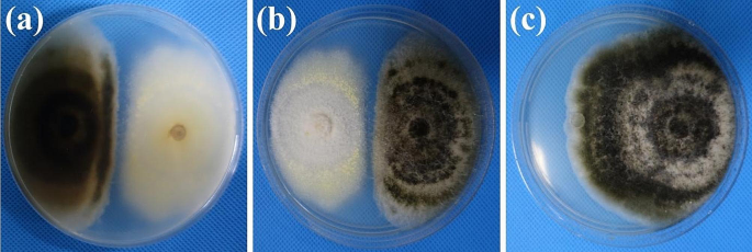 Biocontrol potential and growth-promoting effect of endophytic fungus Talaromyces muroii SD1-4 against potato leaf spot disease caused by Alternaria alternata