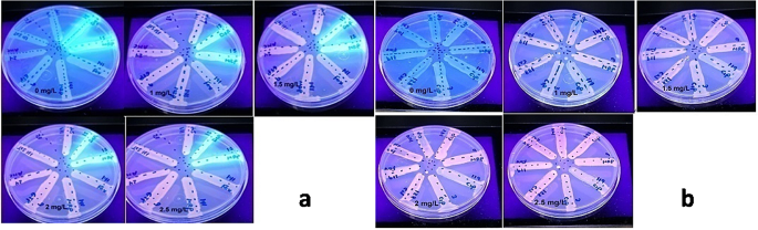 Emergence of heteroresistance to carbapenems in Gram-negative clinical isolates from two Egyptian hospitals