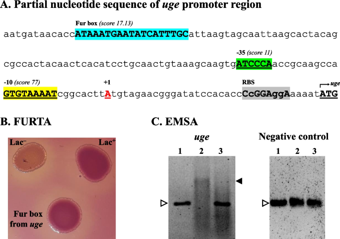 The transcriptional regulator Fur modulates the expression of uge, a gene essential for the core lipopolysaccharide biosynthesis in Klebsiella pneumoniae