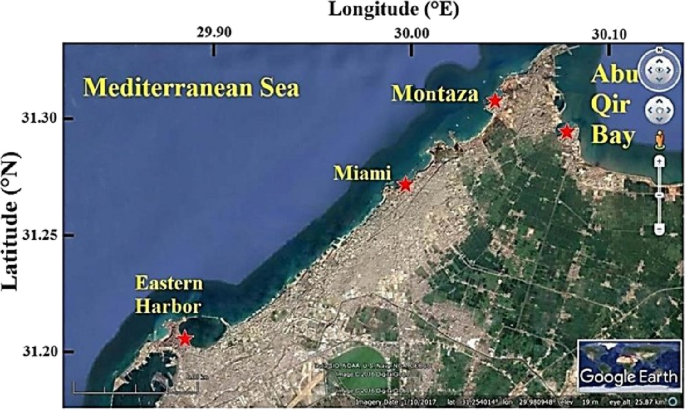 Distribution and functional perspective analysis of epiphytic and endophytic bacterial communities associated with marine seaweeds, Alexandria shores, Egypt