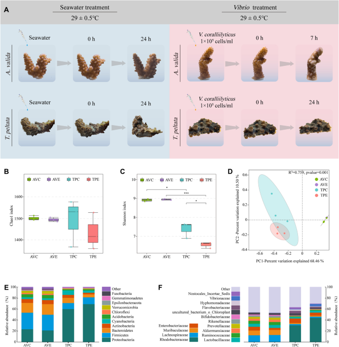 Microbial and transcriptional response of Acropora valida and Turbinaria peltata to Vibrio coralliilyticus challenge: insights into corals disease resistance