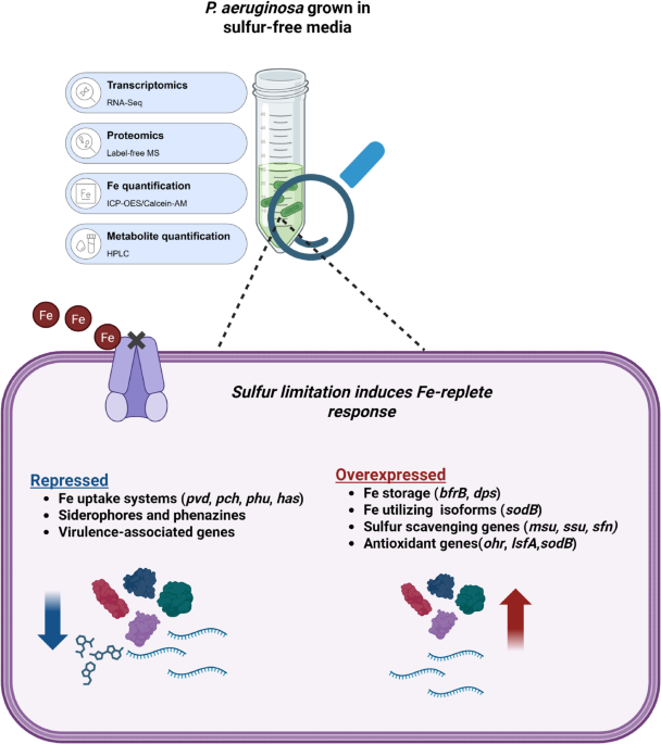glutathione and baking soda for nebulizer I think the gen-z social team ate with this one Drop your most elite hack below Bacillus spp. Antibacterial Activity Induced