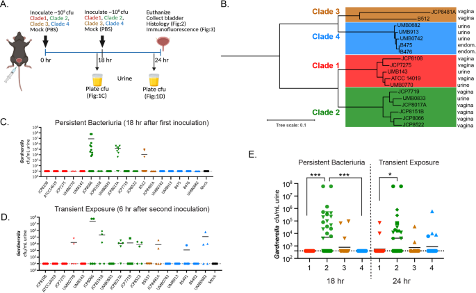 Strain-level heterogeneity in Gardnerella urinary tract persistence and pathogenesis in an in vivo model is consistent with comparative phylogenomic analyses