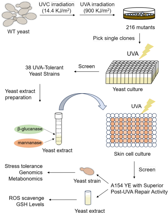 A novel yeast extract from a multi-stress-resistant Saccharomyces cerevisiae confers potent antioxidant and UV-protective activities to skin cells | BMC Microbiology